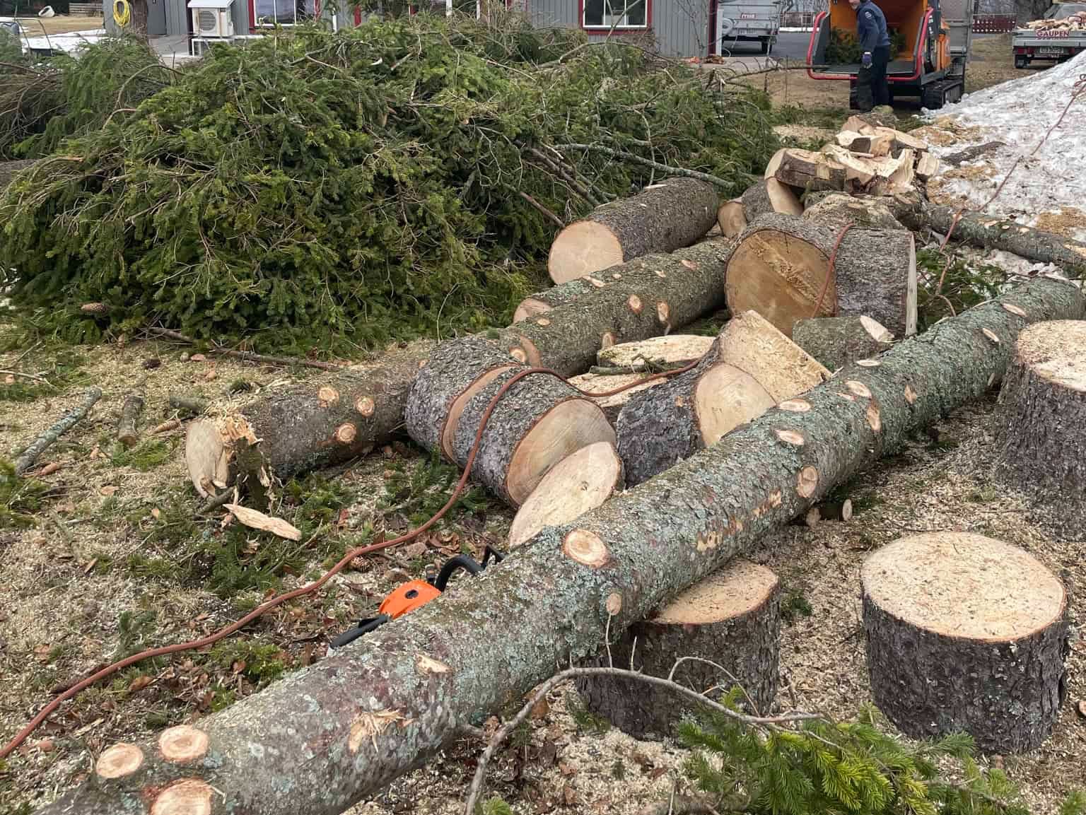 Avkappede trestammer og greiner ligger på plen foran hus, mann mater flishugger.