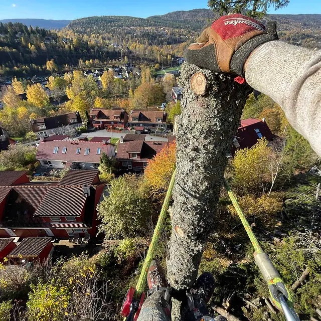 Person sikret med klatreutstyr holder i toppen av et tre under trefelling, med utsikt over boligområde og høstlandskap.