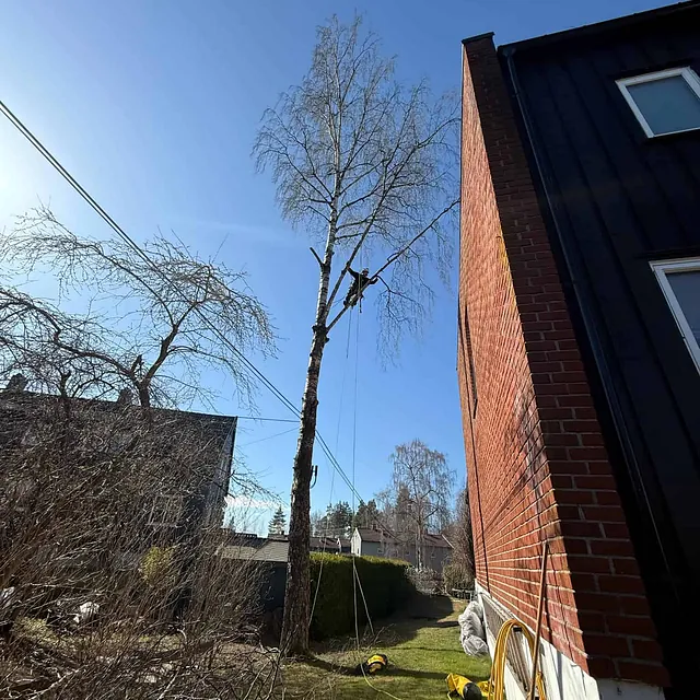 En person fjerner greiner høyt oppe i et tre nær et murhus, med sikringstau og klatreutstyr.